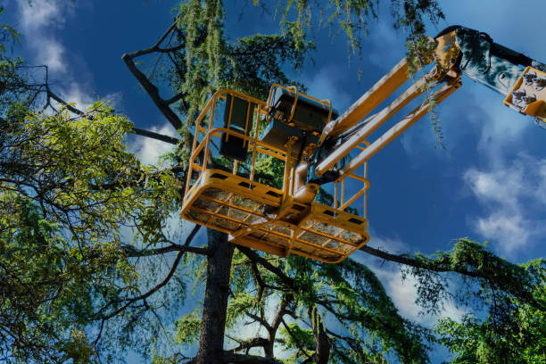 Reliable Missouri City, TX Tree Care  Solutions