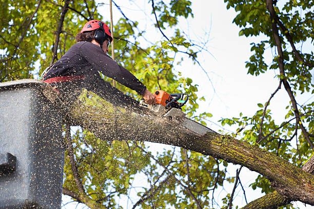 Mulching Services in Missouri City, TX