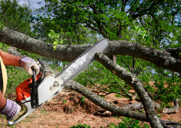 Best Utility Line Clearance  in Missouri City, TX