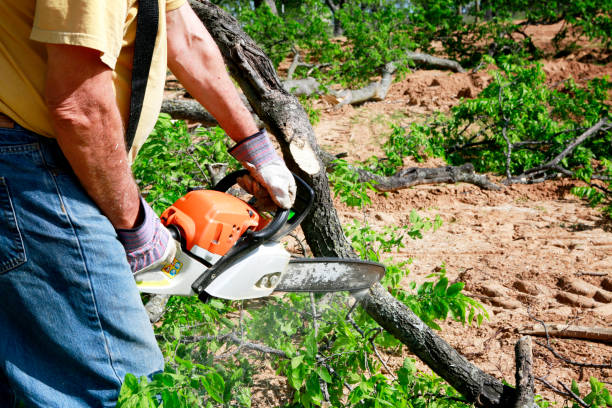 How Our Tree Care Process Works  in  Missouri City, TX